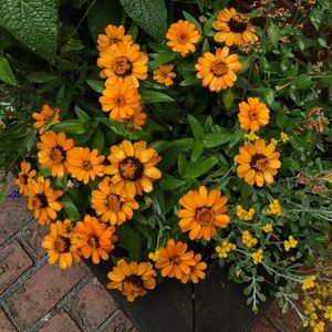 Meet your Posher, Mya